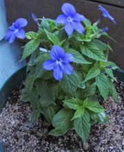Browallia Flowers Seeds (Browallia Americana) Sky blue - Caribbean garden seed