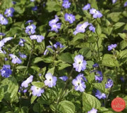 Browallia Flowers Seeds (Browallia Americana) Sky blue - Caribbean garden seed