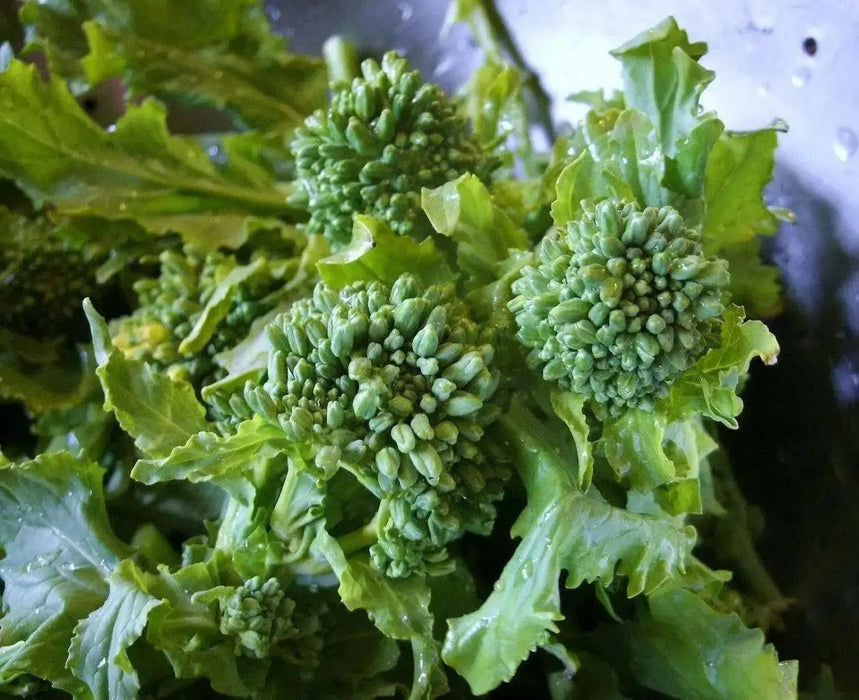 Broccoli Raab SEEDS, Spring RAAB ,rapini  (Brassica Rapa) Asian Vegetables - Caribbean garden seed