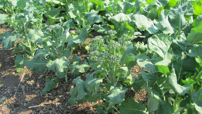 Broccoli Raab SEEDS, Spring RAAB ,rapini  (Brassica Rapa) Asian Vegetables - Caribbean garden seed