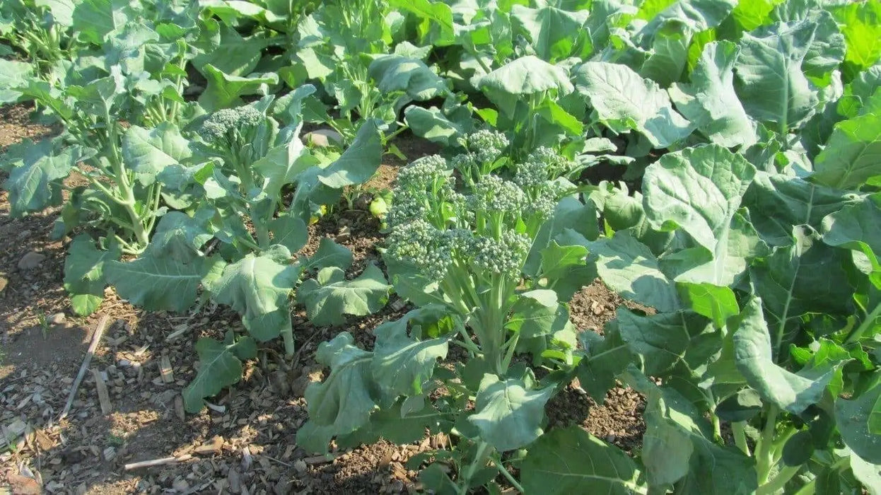 Broccoli Raab SEEDS, Spring RAAB ,rapini  (Brassica Rapa) Asian Vegetables - Caribbean garden seed