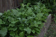 Broccoli Raab SEEDS, Spring RAAB ,rapini  (Brassica Rapa) Asian Vegetables - Caribbean garden seed