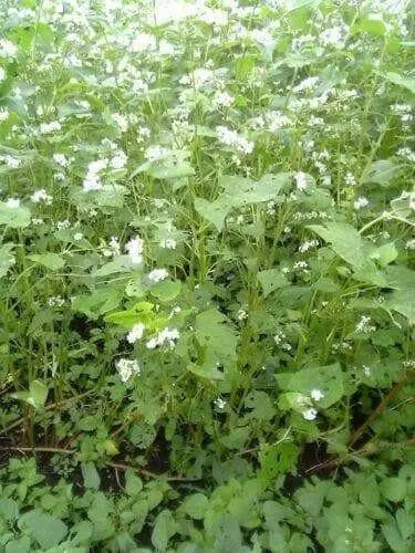 Buckwheat Seeds (Fagopyrum esculentum)  Annual - Caribbean garden seed