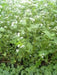 Buckwheat Seeds (Fagopyrum esculentum)  Annual - Caribbean garden seed
