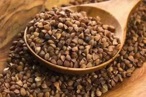 Buckwheat Seeds (Fagopyrum esculentum)  Annual - Caribbean garden seed