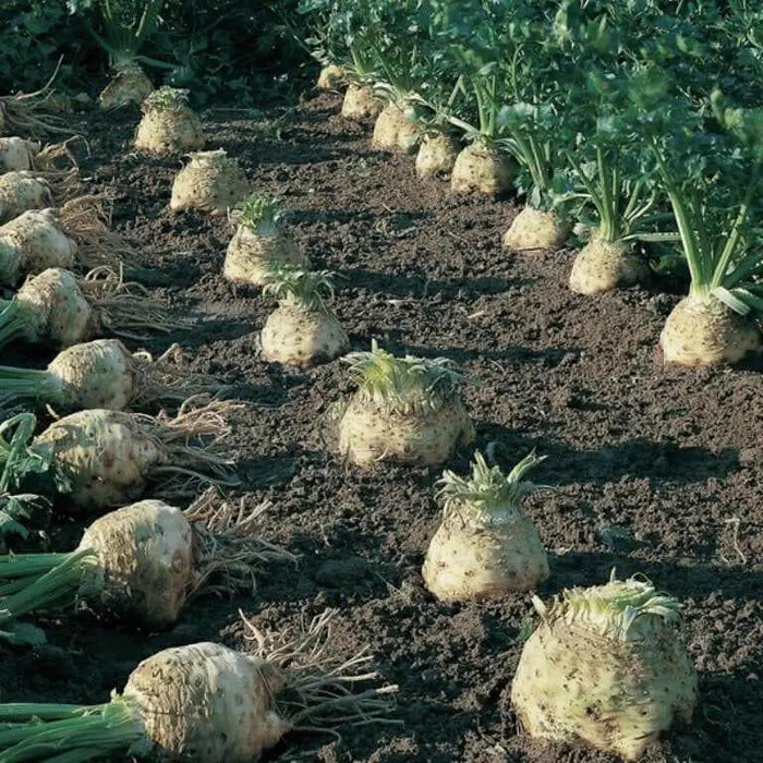 Brilliant Celeriac Seeds, Celery flavor, VEGETABLE - Caribbean garden seed