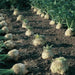 Brilliant Celeriac Seeds, Celery flavor, VEGETABLE - Caribbean garden seed