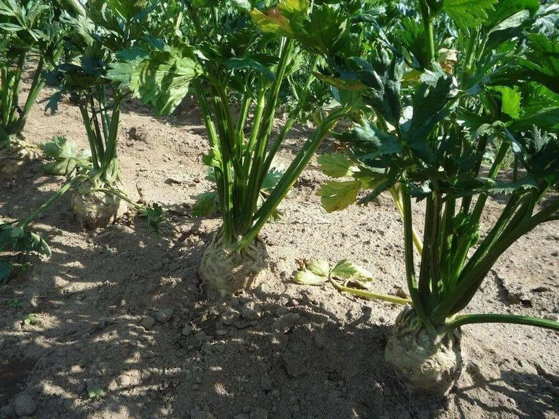 Brilliant Celeriac Seeds, Celery flavor, VEGETABLE - Caribbean garden seed