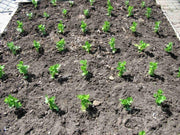 Brilliant Celeriac Seeds, Celery flavor, VEGETABLE - Caribbean garden seed