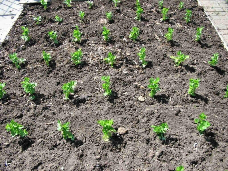 Brilliant Celeriac Seeds, Celery flavor, VEGETABLE - Caribbean garden seed