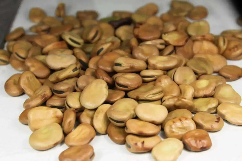 Broad beans, "Windsor",Fava beans Seeds - Caribbean garden seed