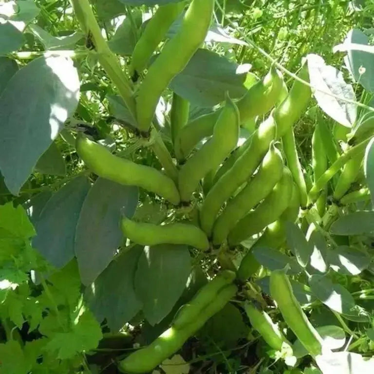 Broad beans, "Windsor",Fava beans Seeds - Caribbean garden seed
