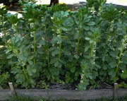 Broad beans, "Windsor",Fava beans Seeds - Caribbean garden seed