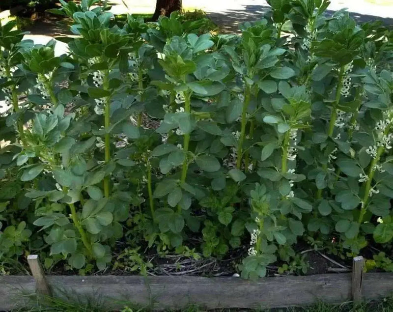 Broad beans, "Windsor",Fava beans Seeds - Caribbean garden seed