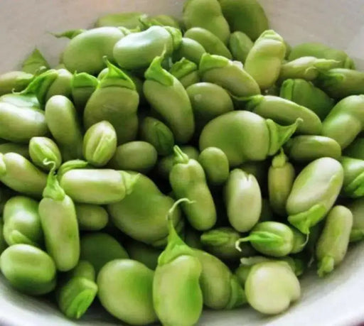 Broad beans Fava beans -  (Aquadulce ) asian vegetable, Crop Garden Seeds - Caribbean garden seed