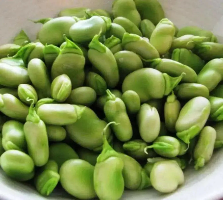 Broad beans Fava beans -  (Aquadulce ) asian vegetable, Crop Garden Seeds - Caribbean garden seed