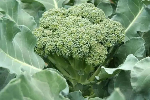 Broccoli Seeds - 'De Cicco'-open pollinated , Broccoli variety! Excellent for freezing. - Caribbean garden seed