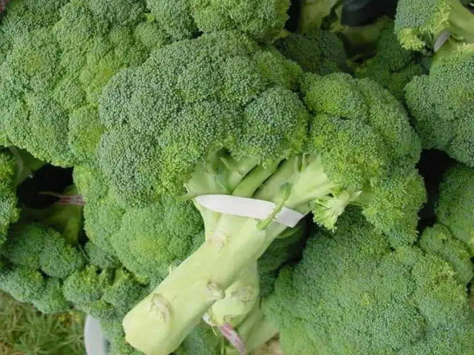 Broccoli Seeds - 'De Cicco'-open pollinated , Broccoli variety! Excellent for freezing. - Caribbean garden seed