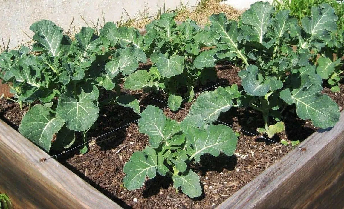 Broccoli Seeds - 'De Cicco'-open pollinated , Broccoli variety! Excellent for freezing. - Caribbean garden seed