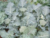 Broccoli Seeds - 'De Cicco'-open pollinated , Broccoli variety! Excellent for freezing. - Caribbean garden seed