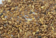 Brown Sesame seeds,Afghan Sesame - Caribbean garden seed
