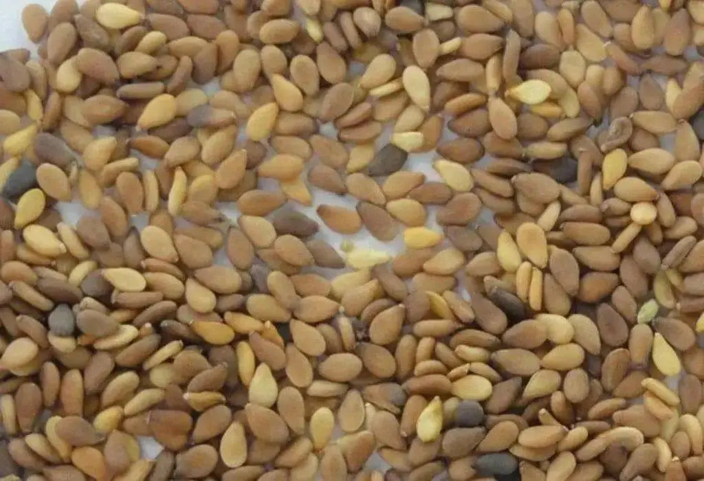 Brown Sesame seeds,Afghan Sesame - Caribbean garden seed