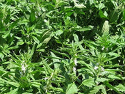 Brown Sesame seeds,Afghan Sesame - Caribbean garden seed