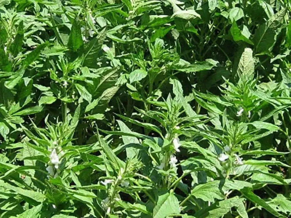 Brown Sesame seeds,Afghan Sesame - Caribbean garden seed