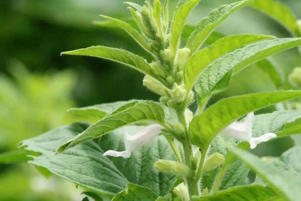 Brown Sesame seeds,Afghan Sesame - Caribbean garden seed