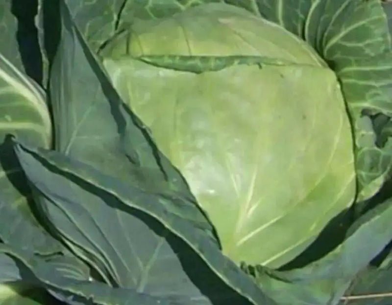 Brunswick Cabbage - Brassica oleracea, Hardy Heirloom. vegetable - Caribbean garden seed
