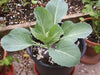 Brunswick Cabbage - Brassica oleracea, Hardy Heirloom. vegetable - Caribbean garden seed