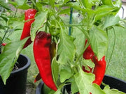 Bull horn Pepper SEEDS .Italian Sweet Pepper,Heirloom , Capsicum annuum - Caribbean garden seed