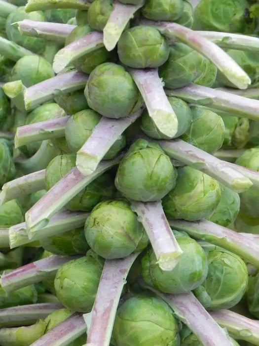 Brussel Sprouts Seeds (HEIRLOOM) ANNUAL vegetable - Caribbean garden seed