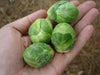 Brussel Sprouts Seeds (HEIRLOOM) ANNUAL vegetable - Caribbean garden seed