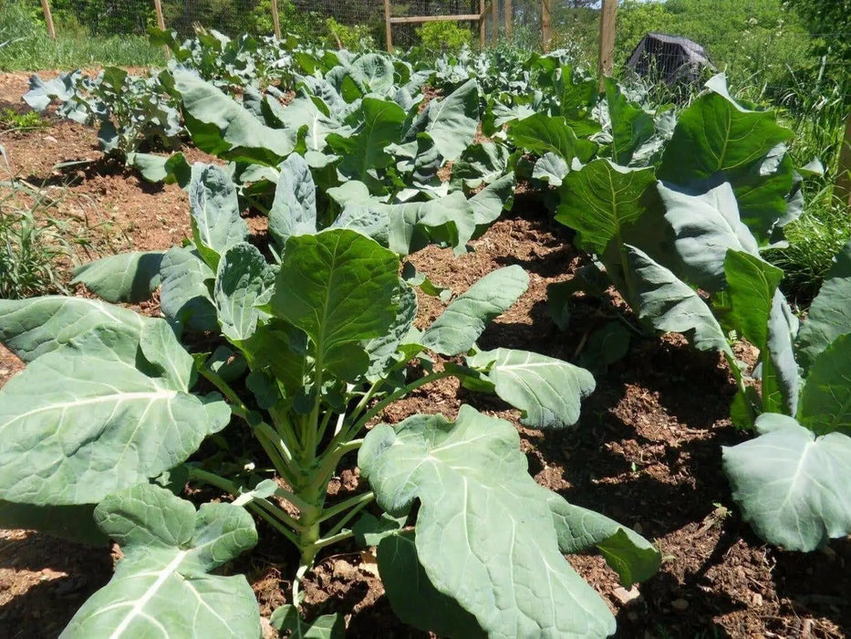 Brussel Sprouts Seeds (HEIRLOOM) ANNUAL vegetable - Caribbean garden seed