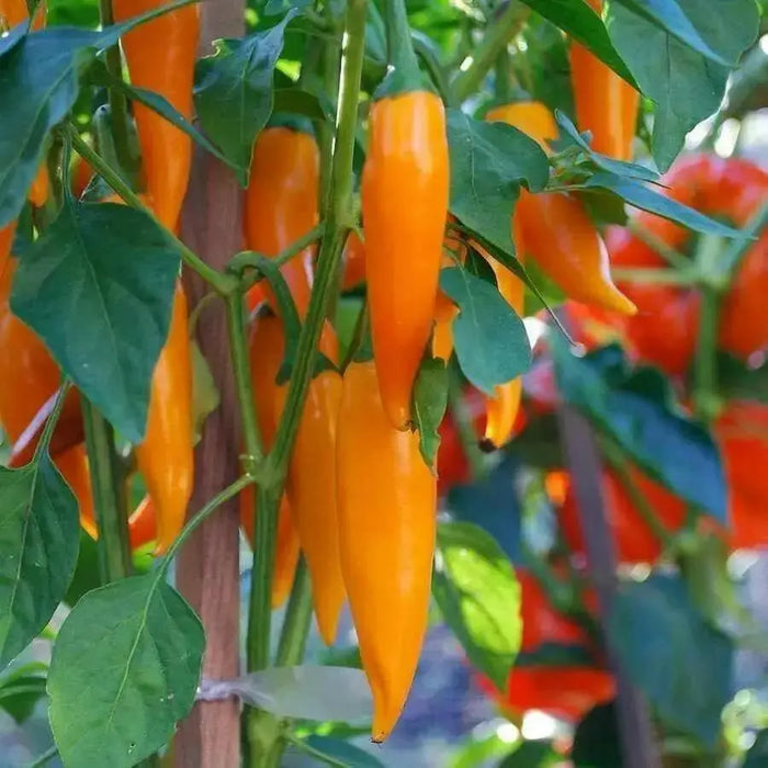 Bulgarian Carrot Pepper Seeds - Capsicum annuum, HOT Chili - Caribbean garden seed