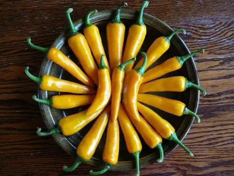 Bulgarian Carrot Pepper Seeds - Capsicum annuum, HOT Chili - Caribbean garden seed