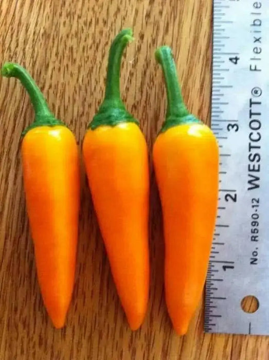 Bulgarian Carrot Pepper Seeds - Capsicum annuum, HOT Chili - Caribbean garden seed