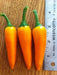Bulgarian Carrot Pepper Seeds - Capsicum annuum, HOT Chili - Caribbean garden seed