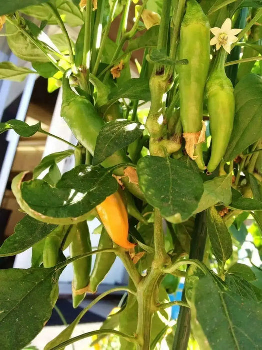 Bulgarian Carrot Pepper Seeds - Capsicum annuum, HOT Chili - Caribbean garden seed