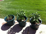 Bulgarian Carrot Pepper Seeds - Capsicum annuum, HOT Chili - Caribbean garden seed