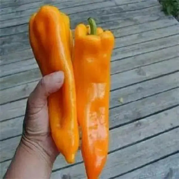 Bull's horn' PEPPER SEEDS- Capsicum annuum - Caribbean garden seed