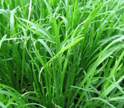 BUCK'S HORN PLANTAIN MINUTINA SEEDS - Caribbean garden seed