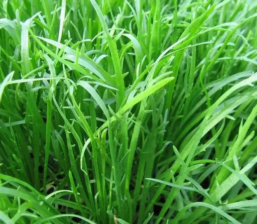 BUCK'S HORN PLANTAIN MINUTINA SEEDS - Caribbean garden seed