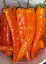 Bull's horn' PEPPER SEEDS- Capsicum annuum - Caribbean garden seed
