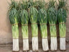 Bunching Onion SEEDS "Ishikura Improve" Asian Vegetables - Caribbean garden seed