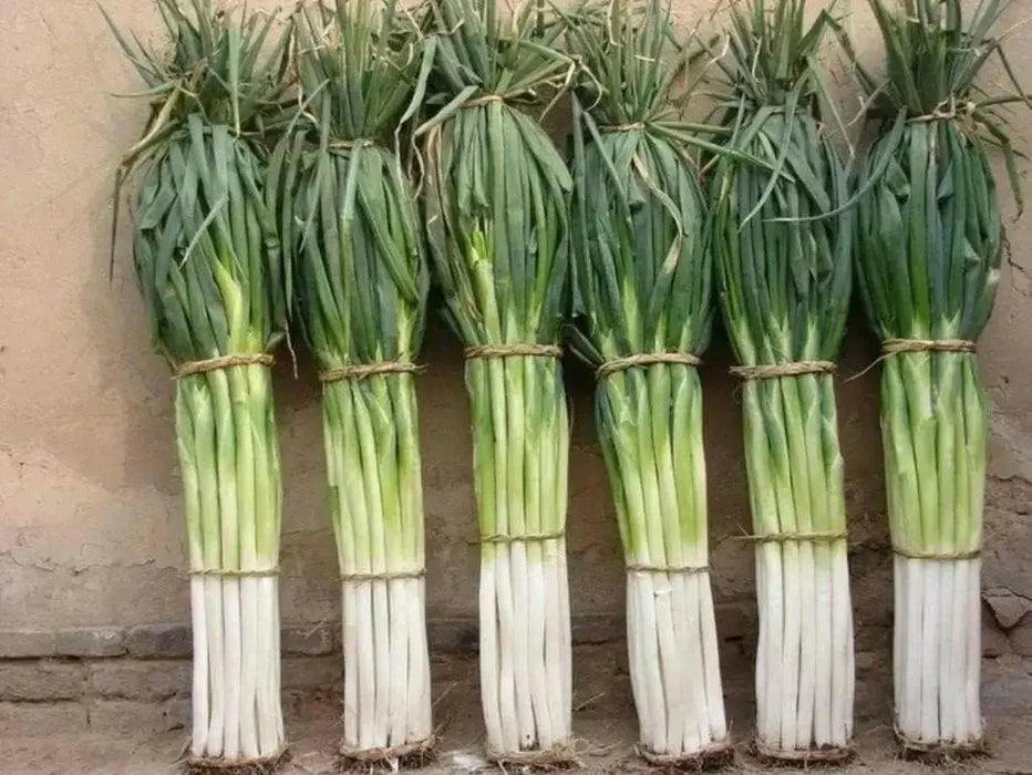 Bunching Onion SEEDS "Ishikura Improve" Asian Vegetables - Caribbean garden seed