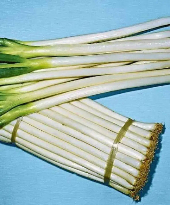 Bunching Onion SEEDS "Ishikura Improve" Asian Vegetables - Caribbean garden seed