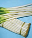 Bunching Onion SEEDS "Ishikura Improve" Asian Vegetables - Caribbean garden seed