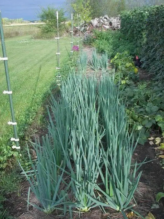 Bunching Onion SEEDS "Ishikura Improve" Asian Vegetables - Caribbean garden seed